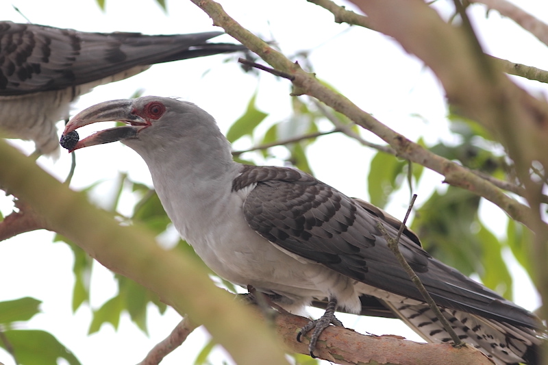 Channel-billed cuckoo with mulberry