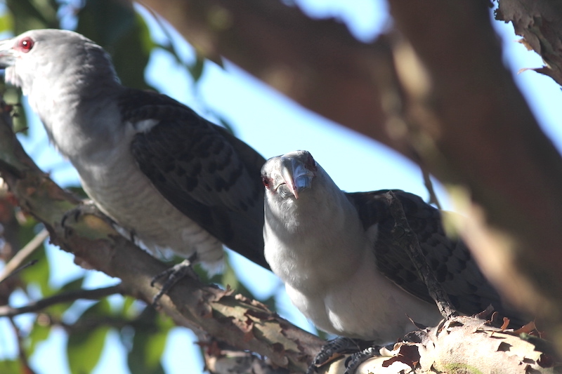 Channel-billed cuckoo in tree