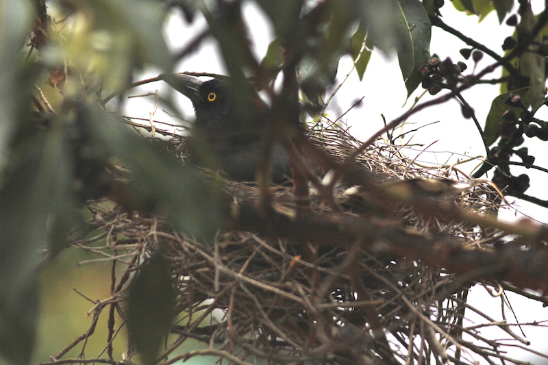 Female currawong in the nest