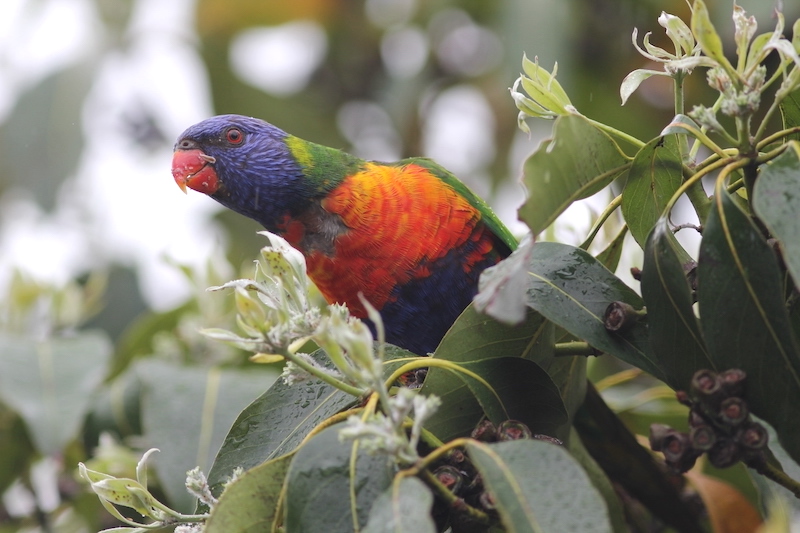 Rainbow lorikeet