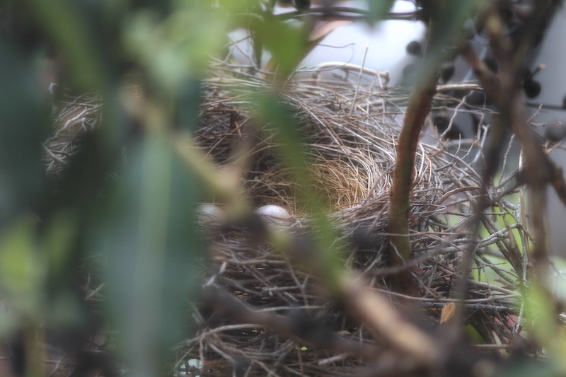 At least two eggs visible in the nest