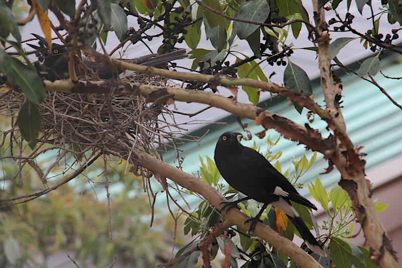 Currawong pair