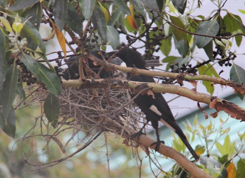 Kissing currawongs