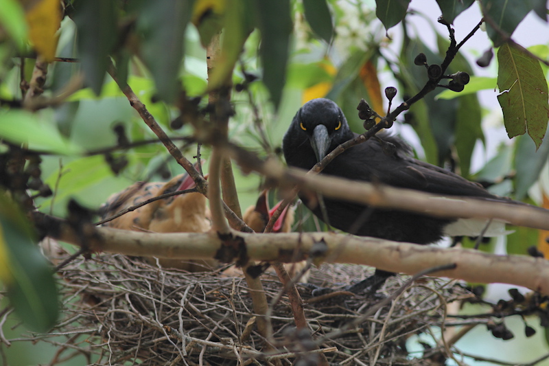 "Funny face" pied currawong