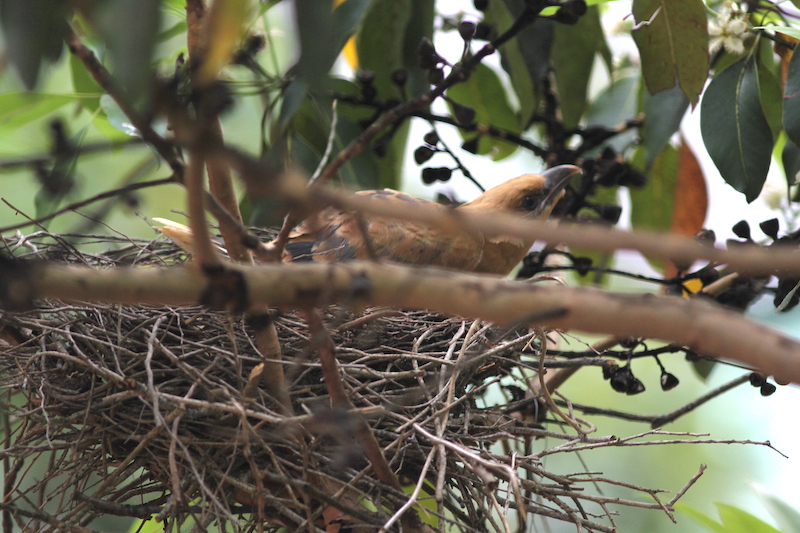 Channel-billed cuckoo chick assuming an alert posture