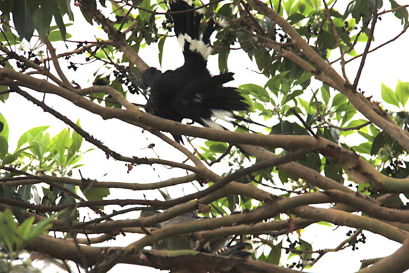 Pied currawong attacking channel-billed cuckoo