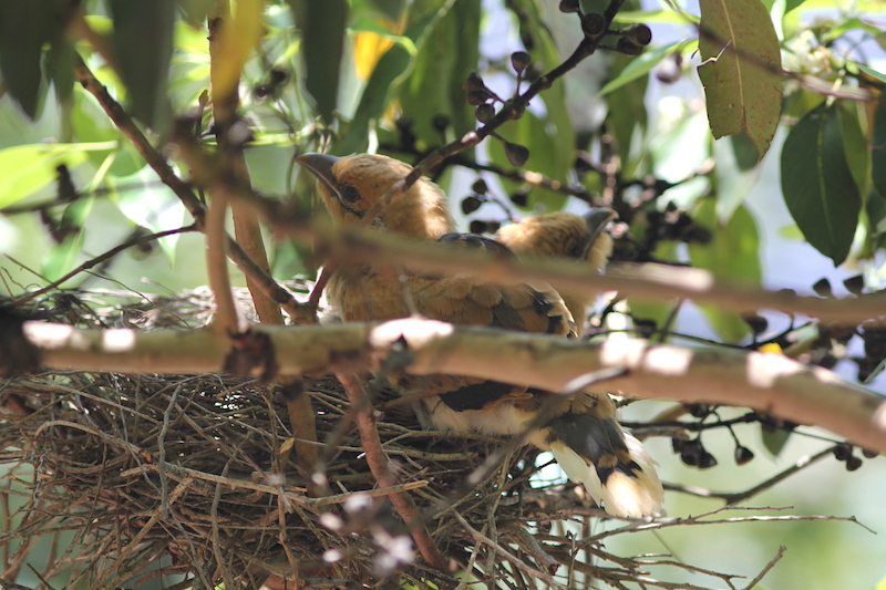 Cute little channel-billed cuckoo chicks at three weeks of age