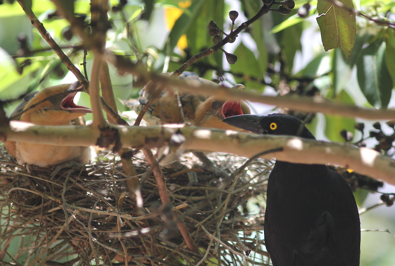 Channel-billed cuckoo chicks competing for food