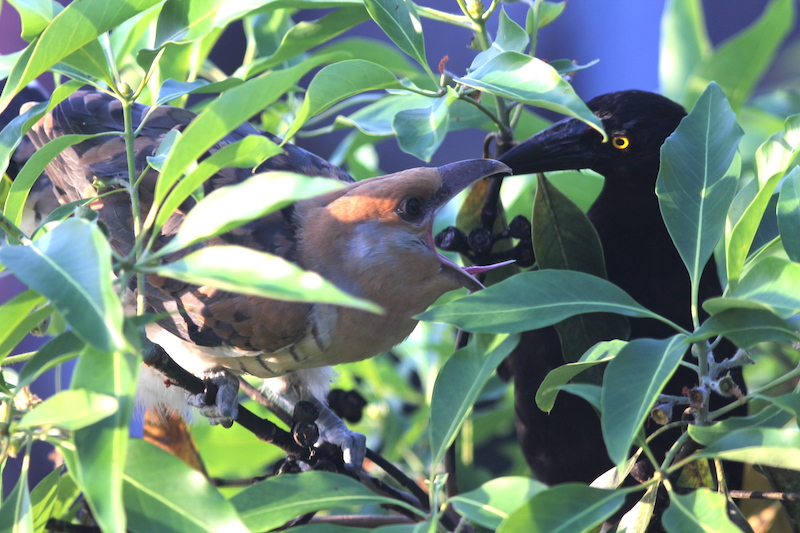 Channel-billed cuckoo chick begging its pied currawong parent for food