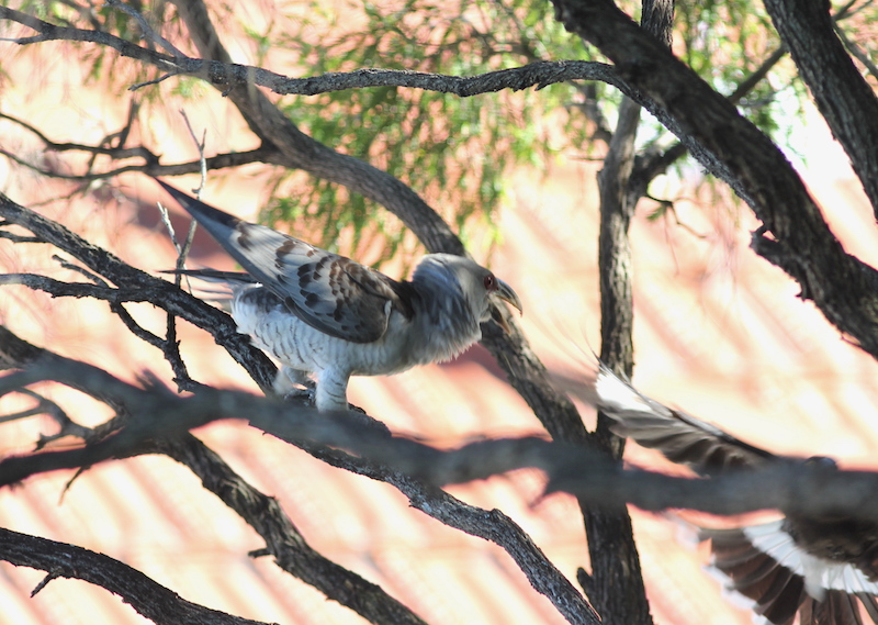 Pied currawong attacking Channel-billed cuckoo