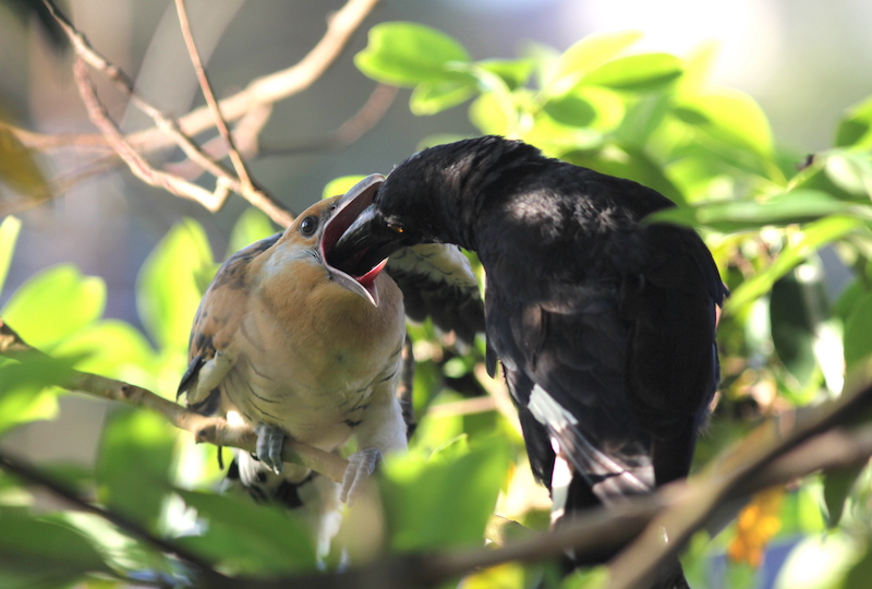 Pied currawong parent feeding juvenile channel-billed cuckoo