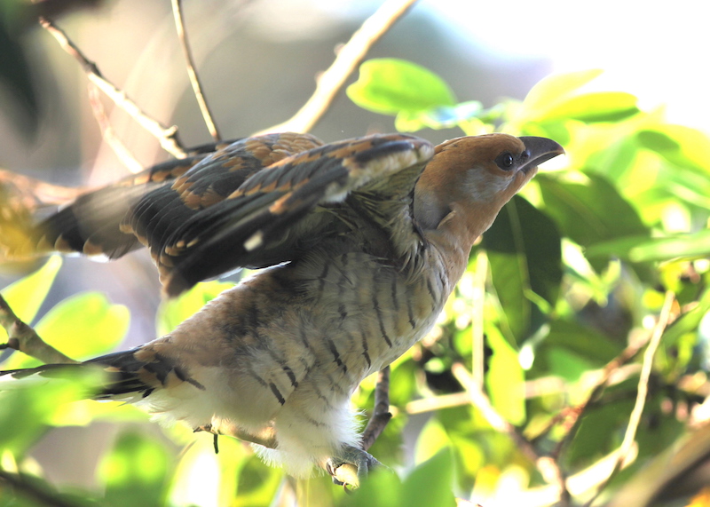 Channel-billed cuckoo chick winging it