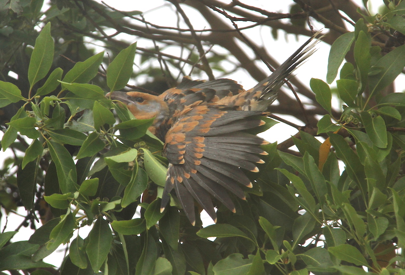 Channel-billed cuckoo chick with wide open wings in a heavy rain shower