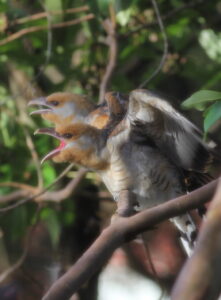 Channel-billed cuckoo siblings competing for food