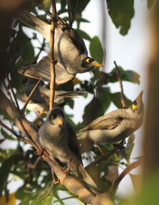 A family of noisy miners