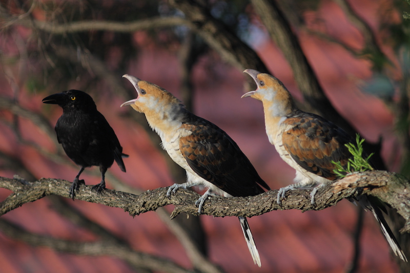 Two juvenile channel-billed cuckoos demanding food from pied currawong parent